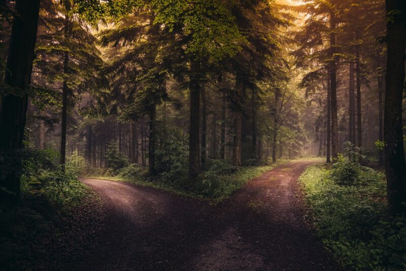 Weggabelung im Wald