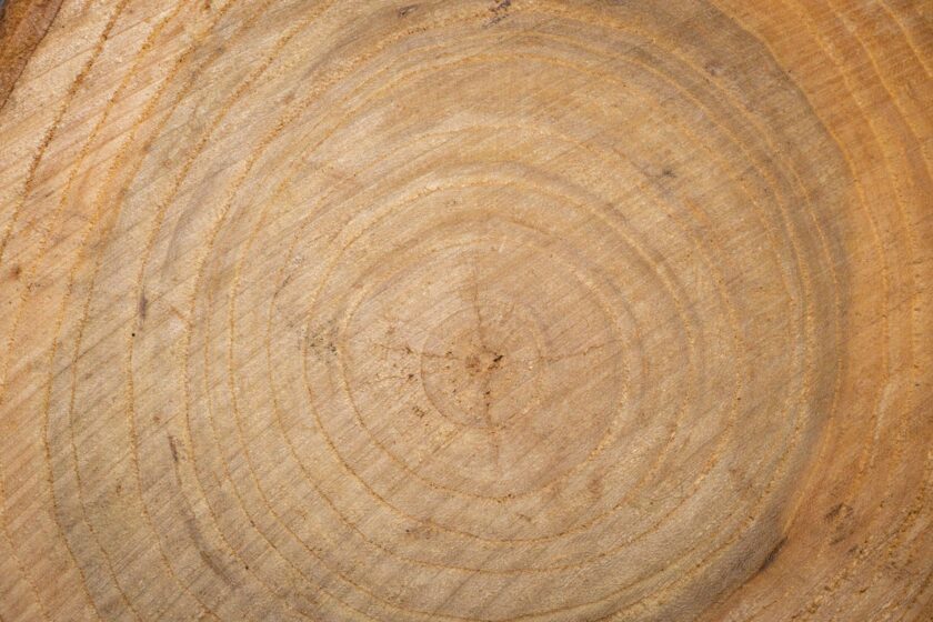 Jahresringe eines Baumstamms